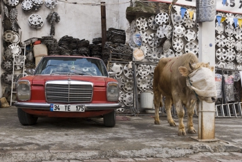 Istanbul, Opfertier wartet neben einem Mercedes auf die Opferung. | Bull is waiting  for sacrifice in a car repair shop.